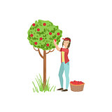 Woman Picking Up Apples From Tree