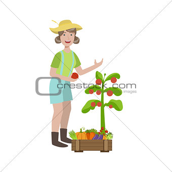 Woman Picking Ripe Tomatoes In The Garden