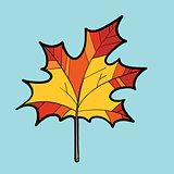 Maple red leaf, nature autumn season