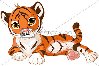 Baby Tiger 