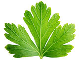 Single parsley herb (coriander) leaf isolated on white