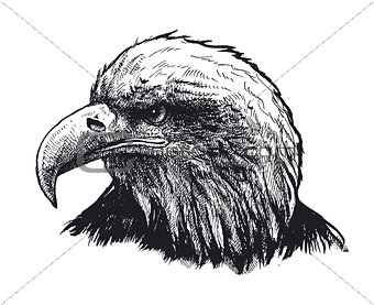Eagle head. vector illustration