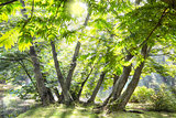 green deciduous trees with the sun casting its warm rays through the foliage