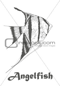 Vector Angel fish, Pterophyllum species originate from the Amazon River