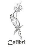 Hummingbird and flower coloring book for adults vector illustration.
