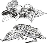 Black and white sketches of vegetables