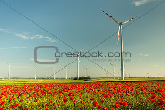 wild poppys field flowers behind wind turbines farm