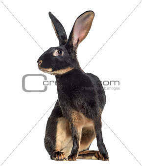 Belgian Hare isolated on white