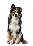 Australian Shepherd with one ear up, isolated on white