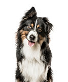 Close-up of Australian Shepard with one ear up