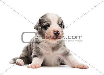 21 days old crossbreed puppy lying down isolated on white