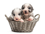 Two 21 day old crossbreed puppies in a basket