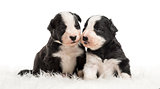 21 day old crossbreed puppies sitting together on white fur