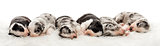 Group of 21 day old crossbreed puppies sleeping together