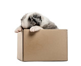 Crossbreed puppy getting out of a box isolated on white