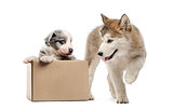 Crossbreed and malamute puppy with a box isolated on white