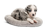 Crossbreed puppy lying down in a crib isolated on white