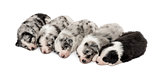 Group of crossbreed puppies sleeping isolated on white