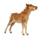 Young poney, foal whinnying against white background