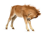 Young Poney scratching, foal against white background