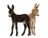 Two donkeys foal, baudet du poitoux isolated on white