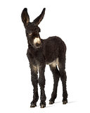 Donkey foal, baudet du poitoux facing isolated on white