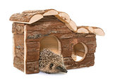 baby hedgehog and house