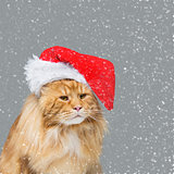 Big ginger cat in christmas hat
