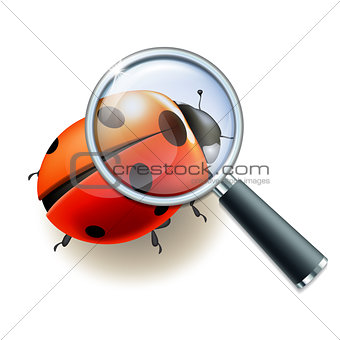 Magnifying glass and Ladybird