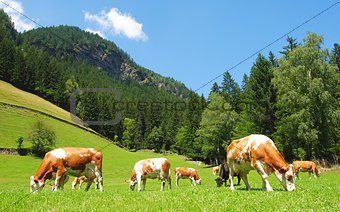 Cows in Tyrolean Alps.
