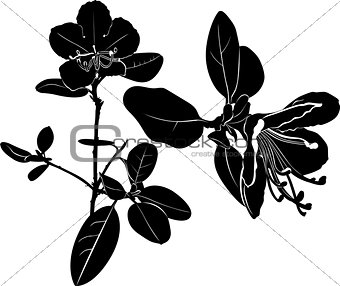 ledum. herb Wild rosemary isolated vector black silhouette