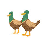 Two Male Ducks Walking