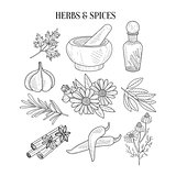 Herbs And Spices Isolated Hand Drawn Realistic Sketches