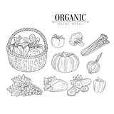 Organic Farm Vegetables Isolated Hand Drawn Realistic Sketches