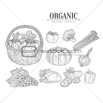 Organic Farm Vegetables Isolated Hand Drawn Realistic Sketches