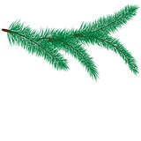 Vector illustration of fir branch