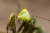 mantis is sitting on a plant