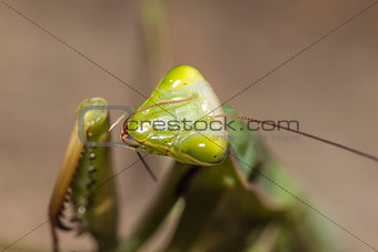 mantis is sitting on a plant