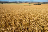 Wheat Fields on Farm Land