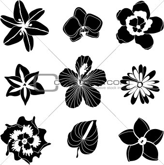 Vector illustration of tropical flowers set