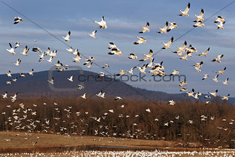 Migrating Snow Geese Fly Up