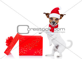 christmas santa dog