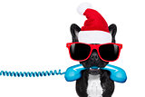 dog on the phone christmas santa hat