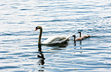 One adult mute swan with two young cygnets.