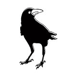vector silhouette of a crows in different positions. vector outline.