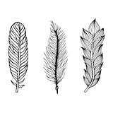 Set of hand drawn feathers. Vector illustration.