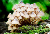 Group toadstools mushrooms on a tree stump