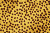 Fur Animal Textures, Cheetah