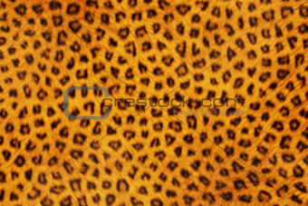 Fur Animal Textures, Leopard