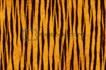 Fur Animal Textures, Tiger